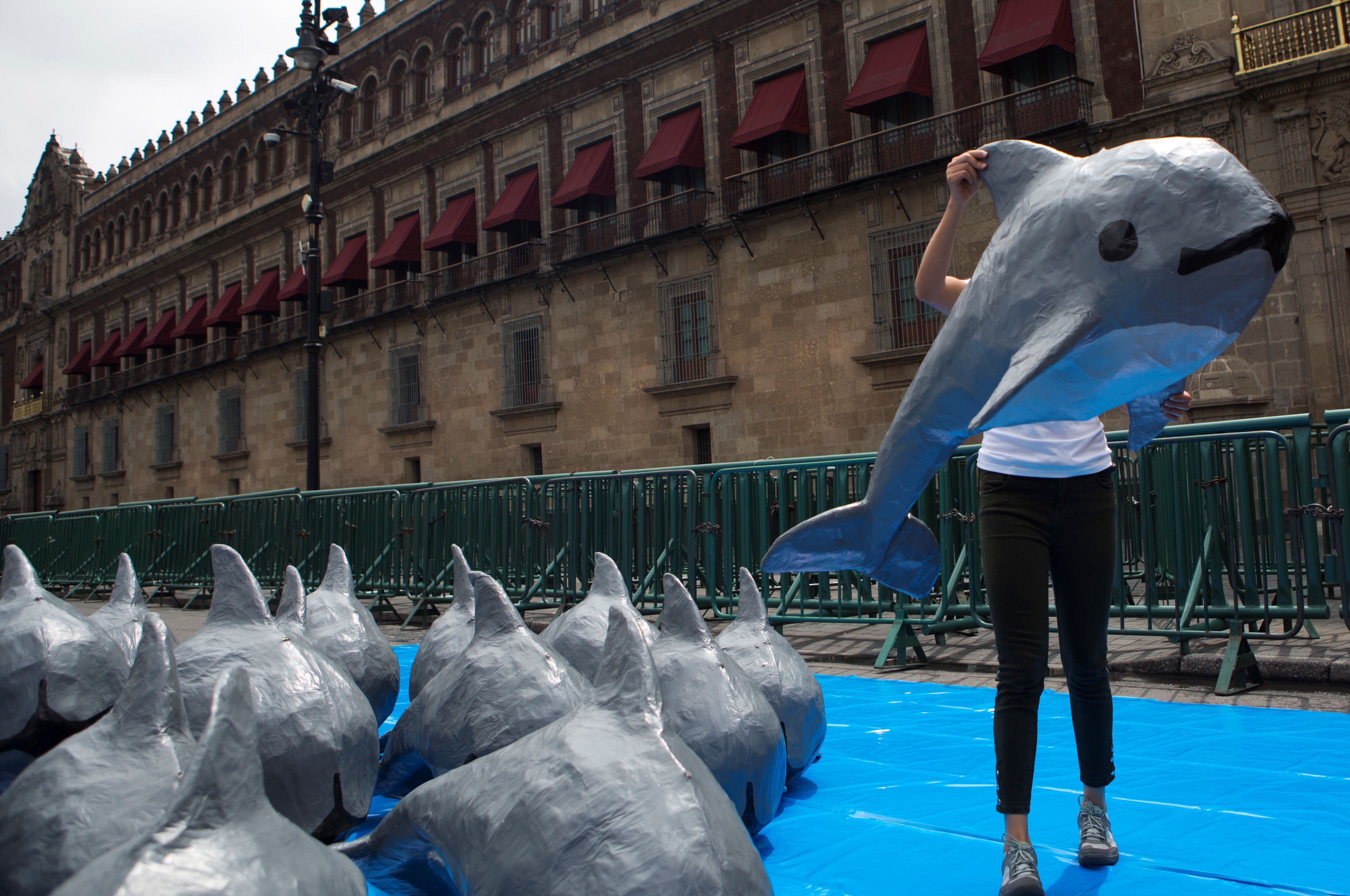 文件 - 在这张 2017 年 7 月 8 日的档案照片中，世界野生动物基金会的一名年轻女子在墨西哥城国家宫前举行的一次活动中，手拿一只被称为小头鼠海豚的极度濒危海豚的纸浆复制品。 墨西哥政府于 2021 年 7 月 14 日星期三宣布，正式放弃在最后 10 个左右的小头鼠海豚码头附近维持禁渔区的政策。 （美联社照片/丽贝卡布莱克威尔，文件）